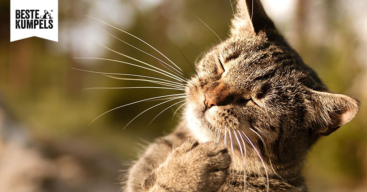 Nehmen Katzen Im Sommer Ab