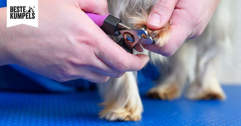 Hunde Krallen scheiden leicht gemacht Beste Kumpels